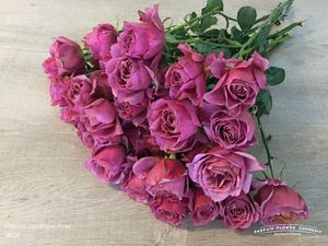 ROSE BR. WABARA AOI 50